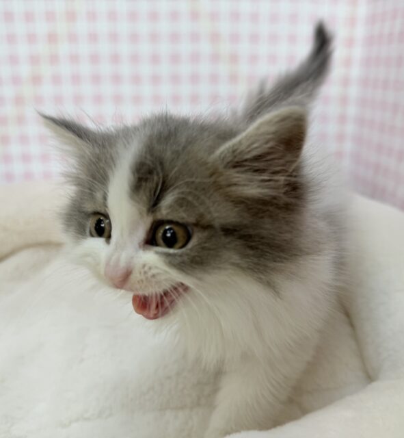 スコティッシュフォールド