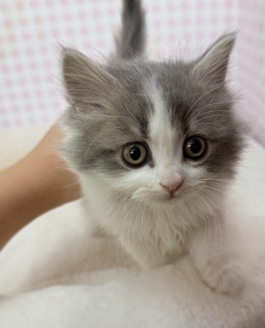 スコティッシュフォールド