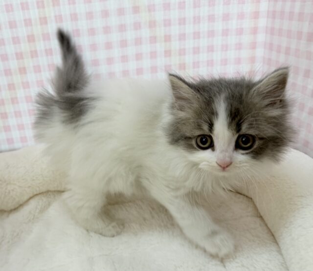 スコティッシュフォールド