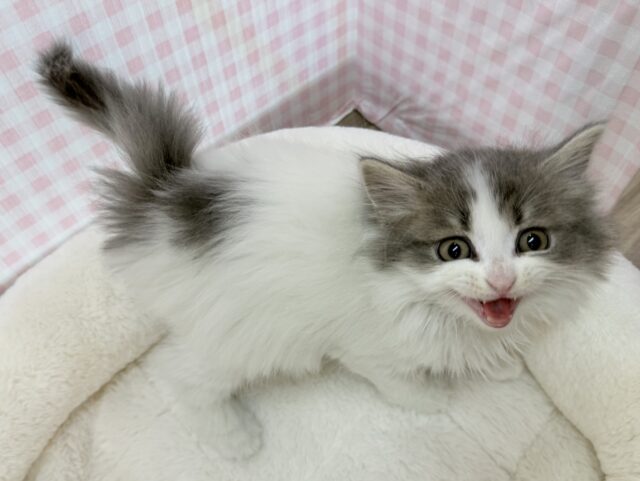 スコティッシュフォールド