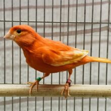 カナリアと言えば『赤』派です♥️赤カナリアの女の子🎀