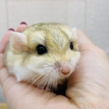 激カワ💕まるまるモチモチ癒し顔☺️💓ファットテールジャービル男の子‼️