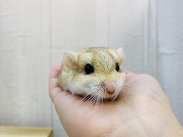 マカロニマウス（ファットテールジャービル、オブトアレチネズミ）