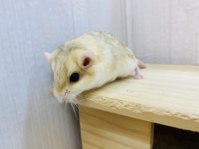 マカロニマウス（ファットテールジャービル、オブトアレチネズミ）