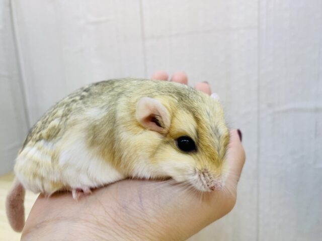 マカロニマウス（ファットテールジャービル、オブトアレチネズミ）