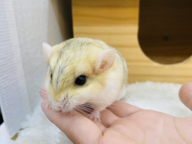 マカロニマウス（ファットテールジャービル、オブトアレチネズミ）