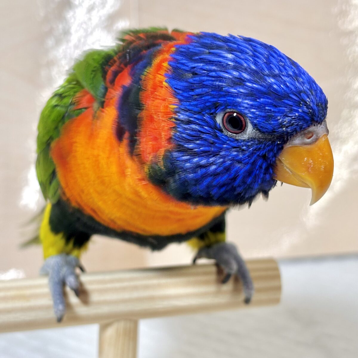 ゴシキセイガイインコ