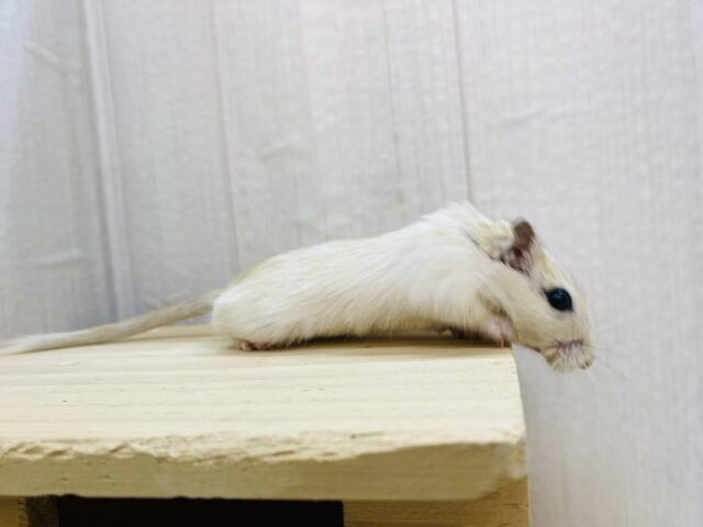 カラージャービル（スナネズミ）