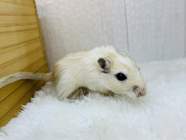 カラージャービル（スナネズミ）