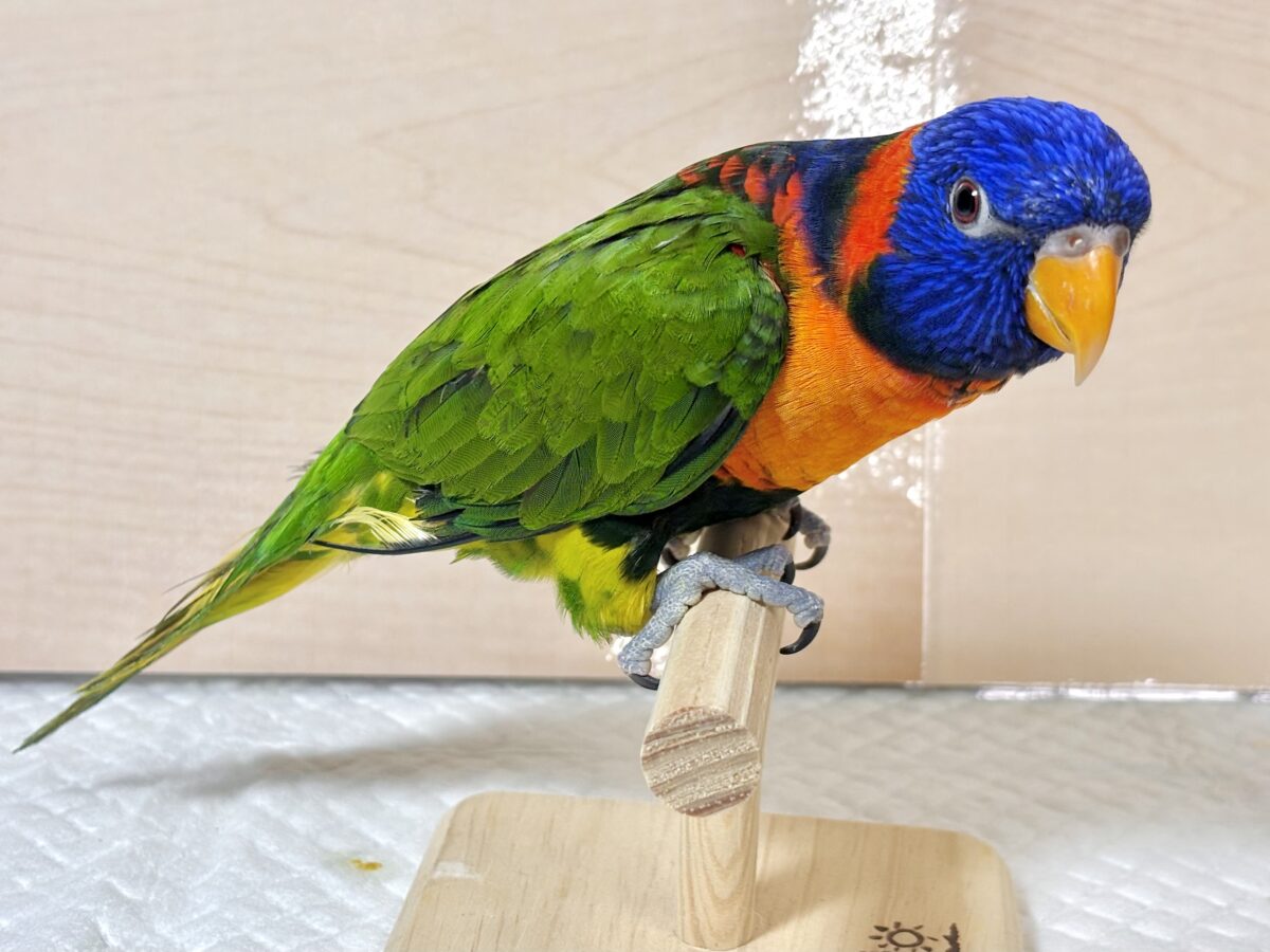 ゴシキセイガイインコ