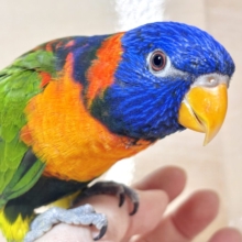 ゴシキセイガイインコ  🌈𖤐*。
