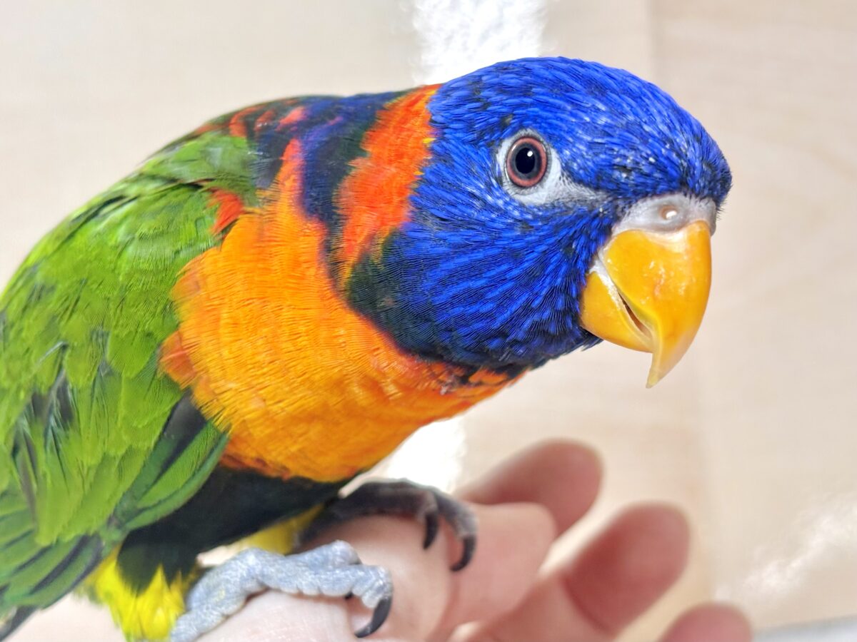 ゴシキセイガイインコ 🌈𖤐*。