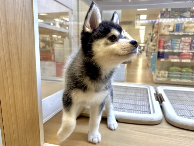 大型新人✨️✨️✨️✨️とっても珍しいミックス犬!ポンスキー男の子 ポンスキー