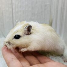 優しいベージュがふんわり🧡カラージャービルやってきた❗️