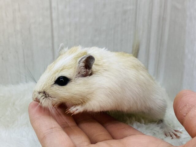 優しいベージュがふんわり🧡カラージャービルやってきた❗️