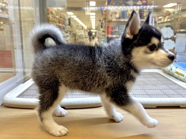 大型新人✨️✨️✨️✨️とっても珍しいミックス犬!ポンスキー男の子 ポンスキー