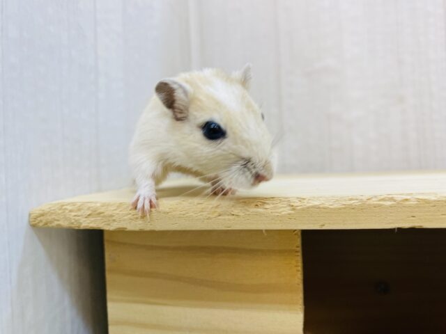 カラージャービル（スナネズミ）