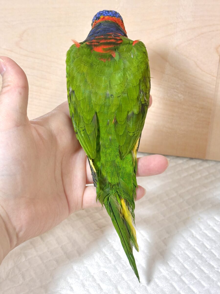 ゴシキセイガイインコ