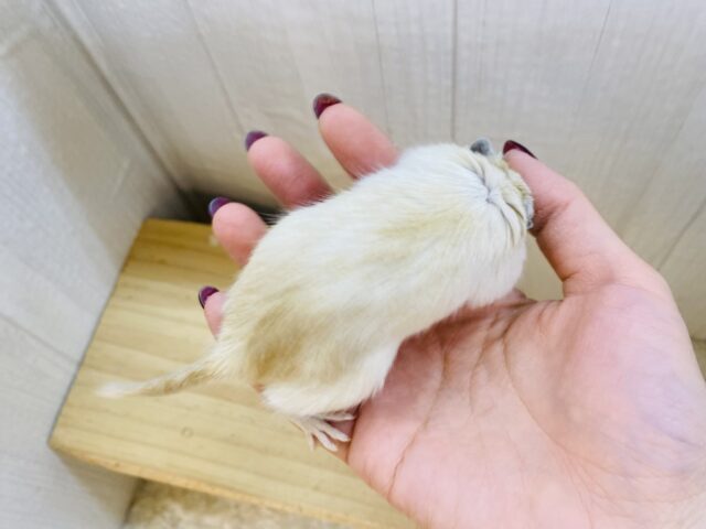 カラージャービル（スナネズミ）