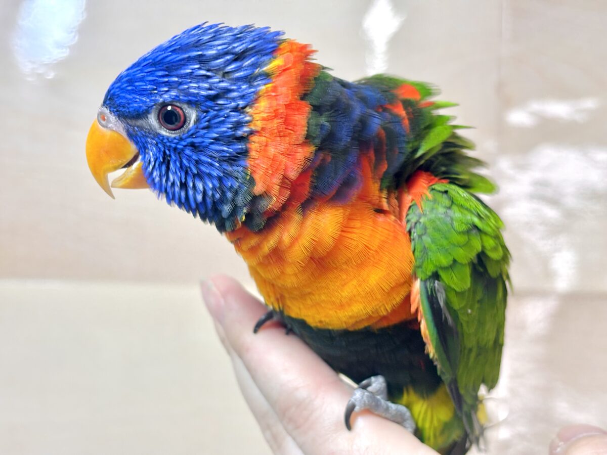 ゴシキセイガイインコ