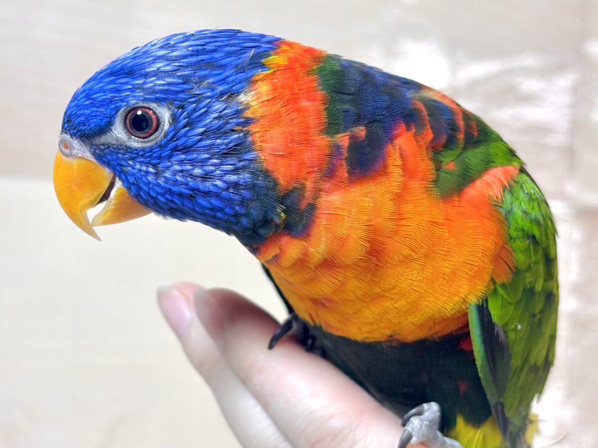ゴシキセイガイインコ