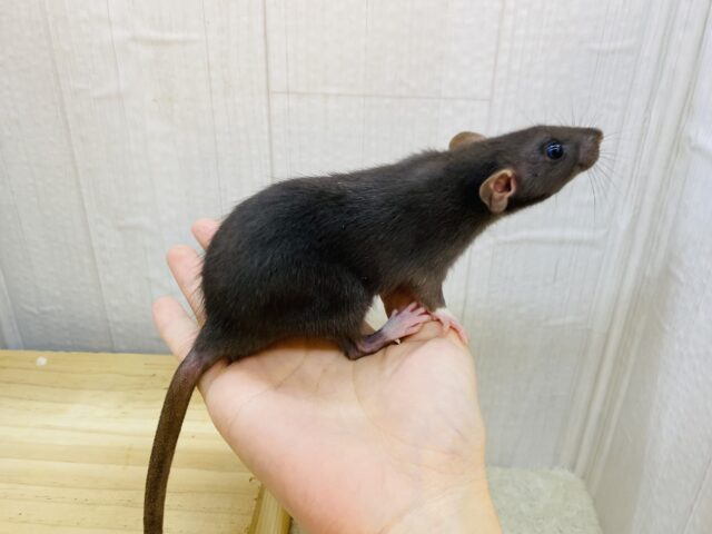 ファンシーラット