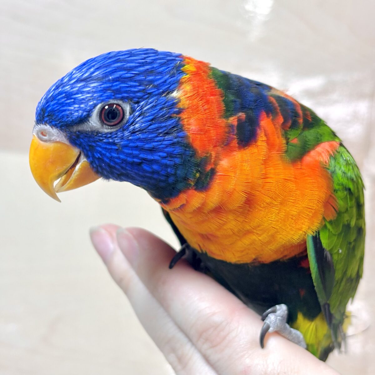 ゴシキセイガイインコ