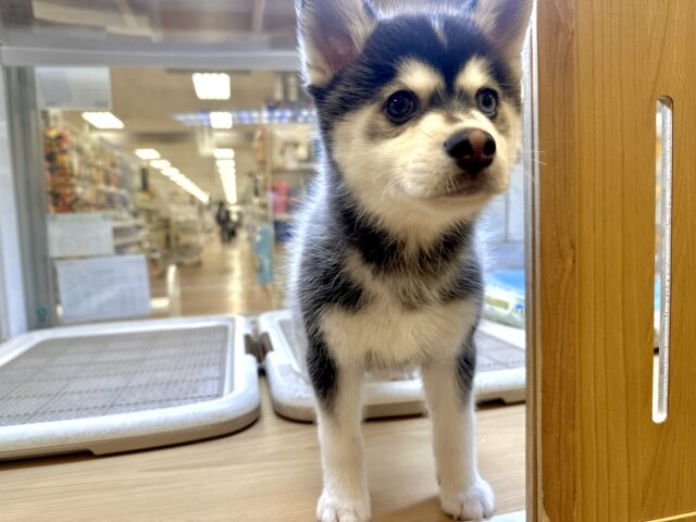 大型新人✨️✨️✨️✨️とっても珍しいミックス犬!ポンスキー男の子 ポンスキー