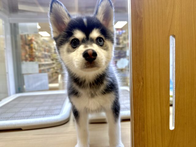 大型新人✨️✨️✨️✨️とっても珍しいミックス犬!ポンスキー男の子 ポンスキー