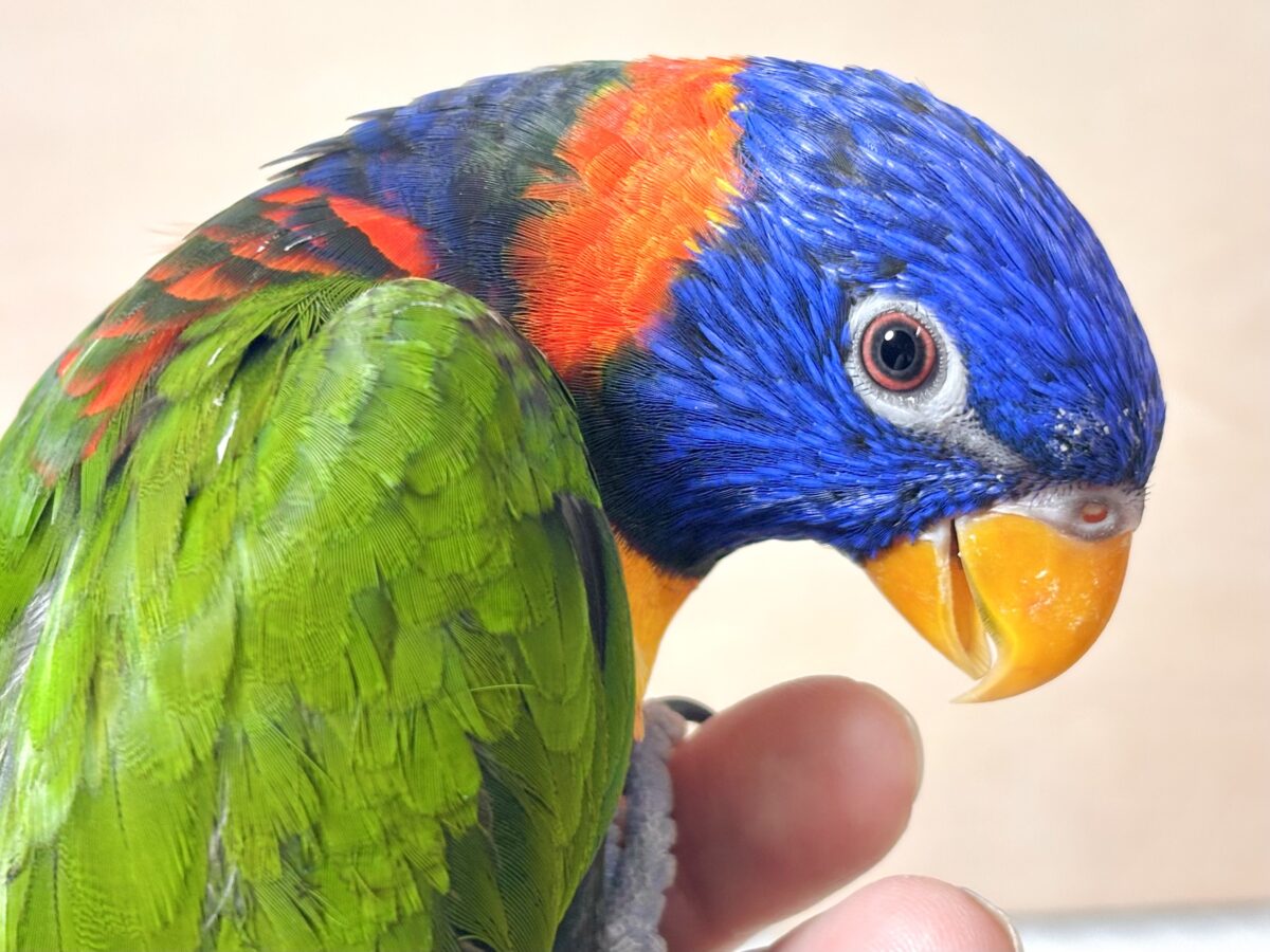 ゴシキセイガイインコ 🌈𖤐*。 ゴシキセイガイインコ