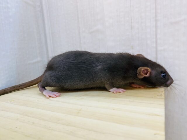 ファンシーラット