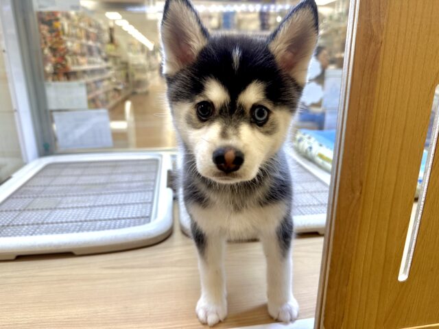 大型新人✨️✨️✨️✨️とっても珍しいミックス犬!ポンスキー男の子 ポンスキー