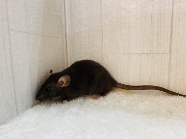 ファンシーラット