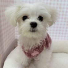 最新📷純白✨マルチーズの女の子😍