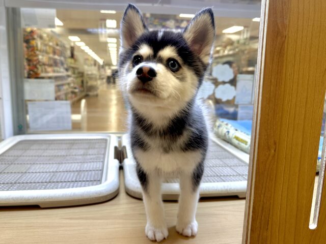 大型新人✨️✨️✨️✨️とっても珍しいミックス犬!ポンスキー男の子 ポンスキー