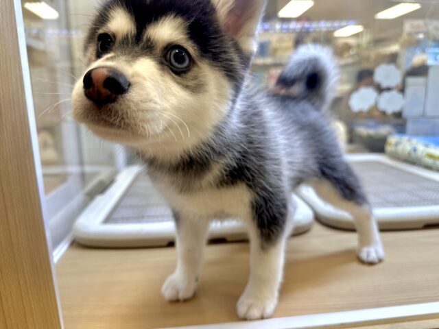 大型新人✨️✨️✨️✨️とっても珍しいミックス犬!ポンスキー男の子 ポンスキー