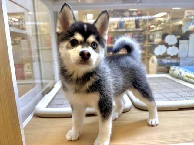 大型新人✨️✨️✨️✨️とっても珍しいミックス犬!ポンスキー男の子 ポンスキー