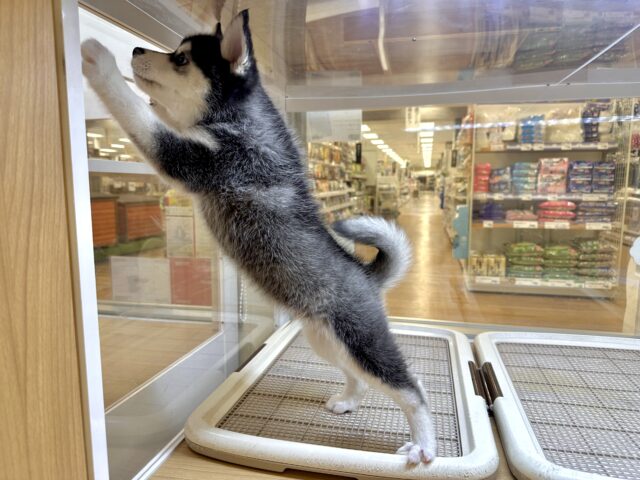 大型新人✨️✨️✨️✨️とっても珍しいミックス犬!ポンスキー男の子 ポンスキー