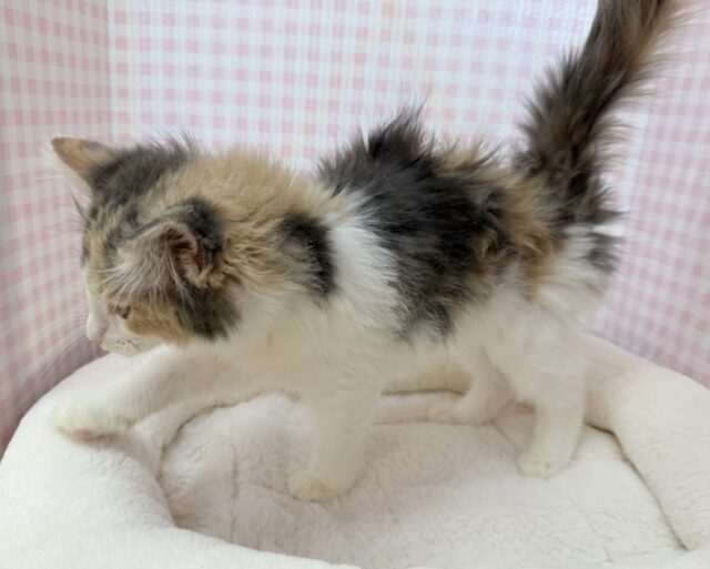 ノルウェージャンフォレストキャット