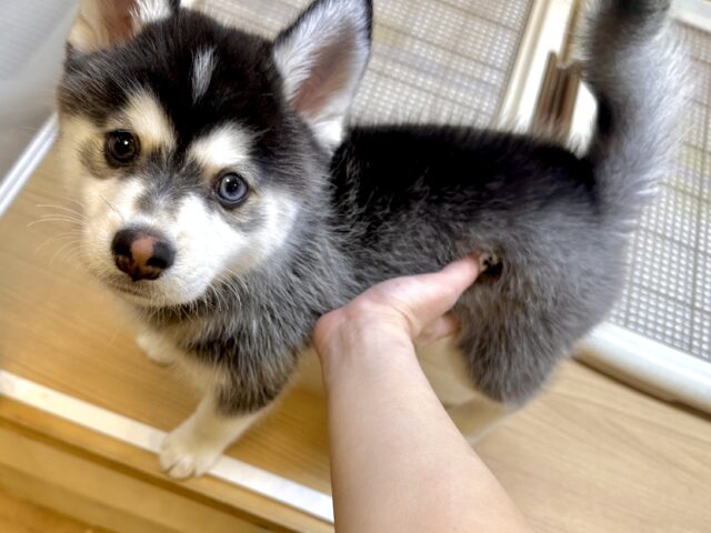 大型新人✨️✨️✨️✨️とっても珍しいミックス犬!ポンスキー男の子 ポンスキー