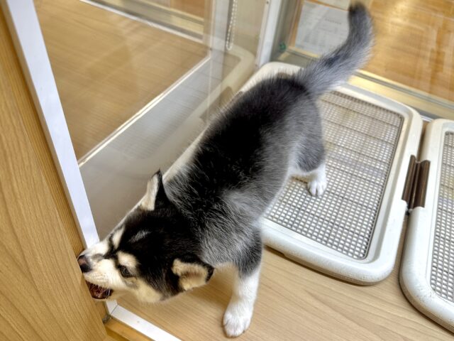 大型新人✨️✨️✨️✨️とっても珍しいミックス犬!ポンスキー男の子 ポンスキー