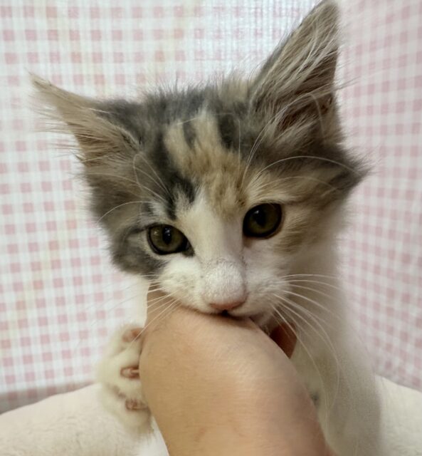 ノルウェージャンフォレストキャット