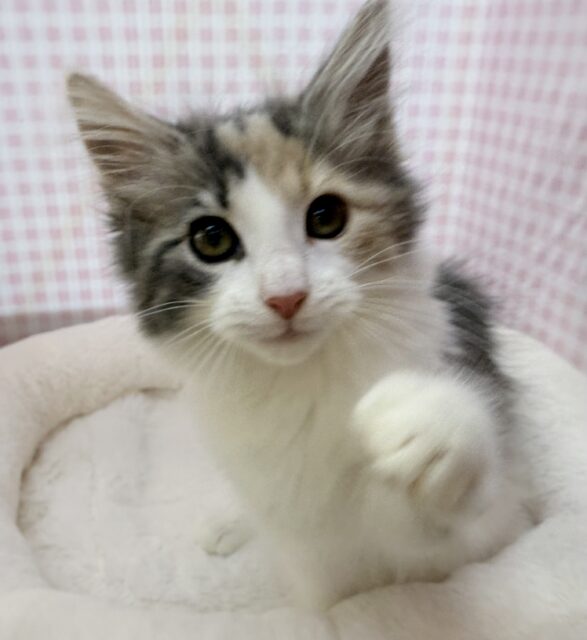 ノルウェージャンフォレストキャット