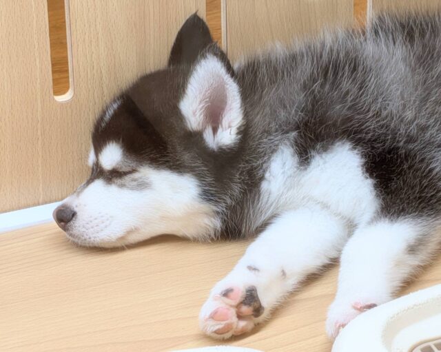 大型新人✨️✨️✨️✨️とっても珍しいミックス犬!ポンスキー男の子 ポンスキー