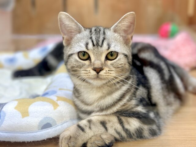 ツンデレ︎💓👉🏻👈🏻💓アメリカンショートヘア女の子 アメリカンショートヘア