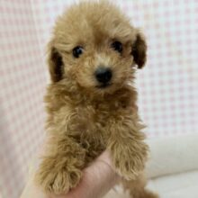 最新📷アプリコットのトイプーくん💛