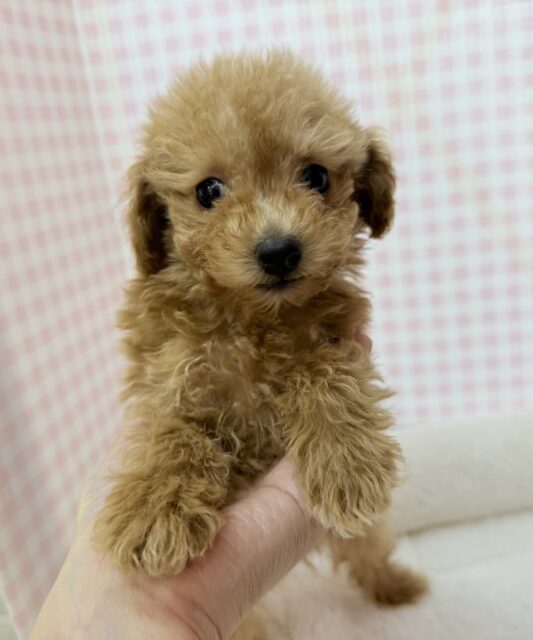 トイプードル