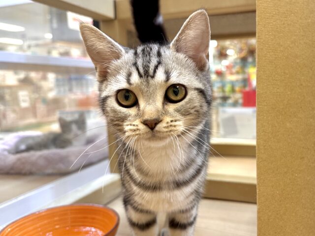 ツンデレ︎💓👉🏻👈🏻💓アメリカンショートヘア女の子 アメリカンショートヘア