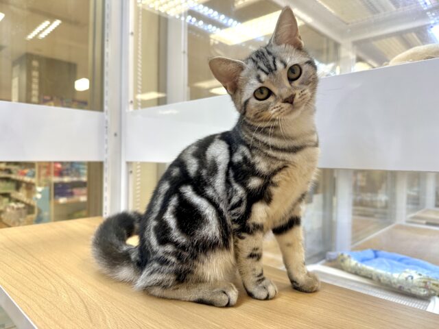 ツンデレ︎💓👉🏻👈🏻💓アメリカンショートヘア女の子 アメリカンショートヘア