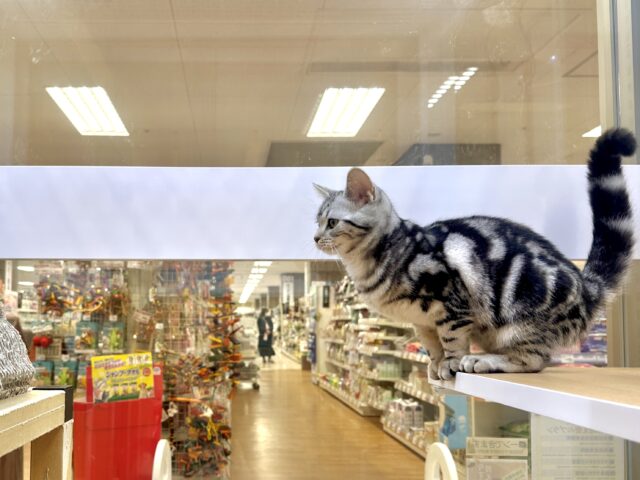 ツンデレ︎💓👉🏻👈🏻💓アメリカンショートヘア女の子 アメリカンショートヘア